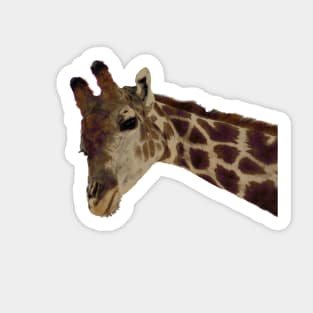 Zoo Animal Giraffe Portrait Sticker